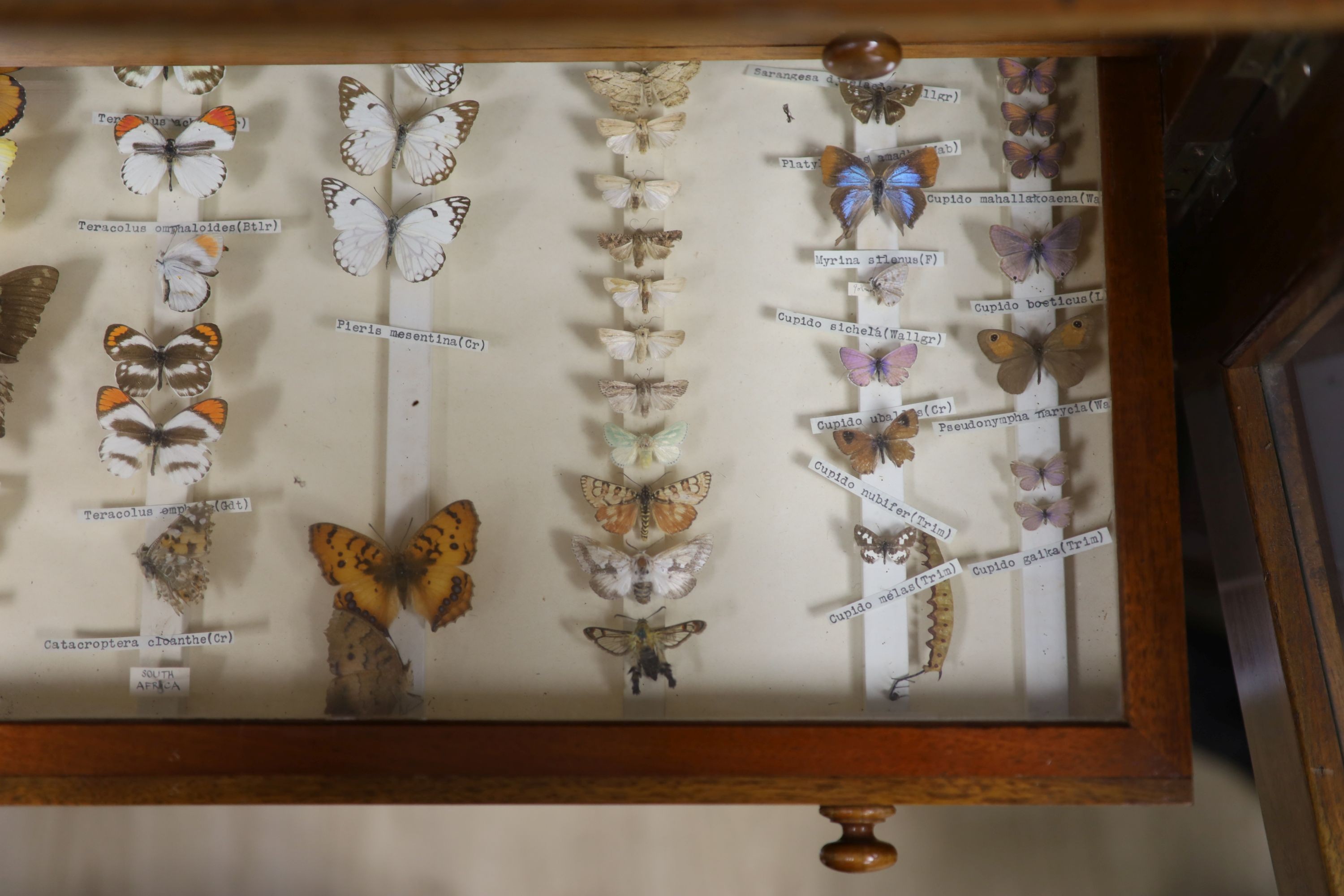 A Victorian mahogany collector’s cabinet of African moth and butterfly specimens, four drawers, cabinet 40 cms high x 71cms wide.